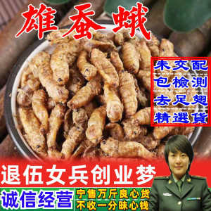雄蚕蛾天然药材正品东北 500g包邮未交配晚蚕蛾粉男人泡养生酒料