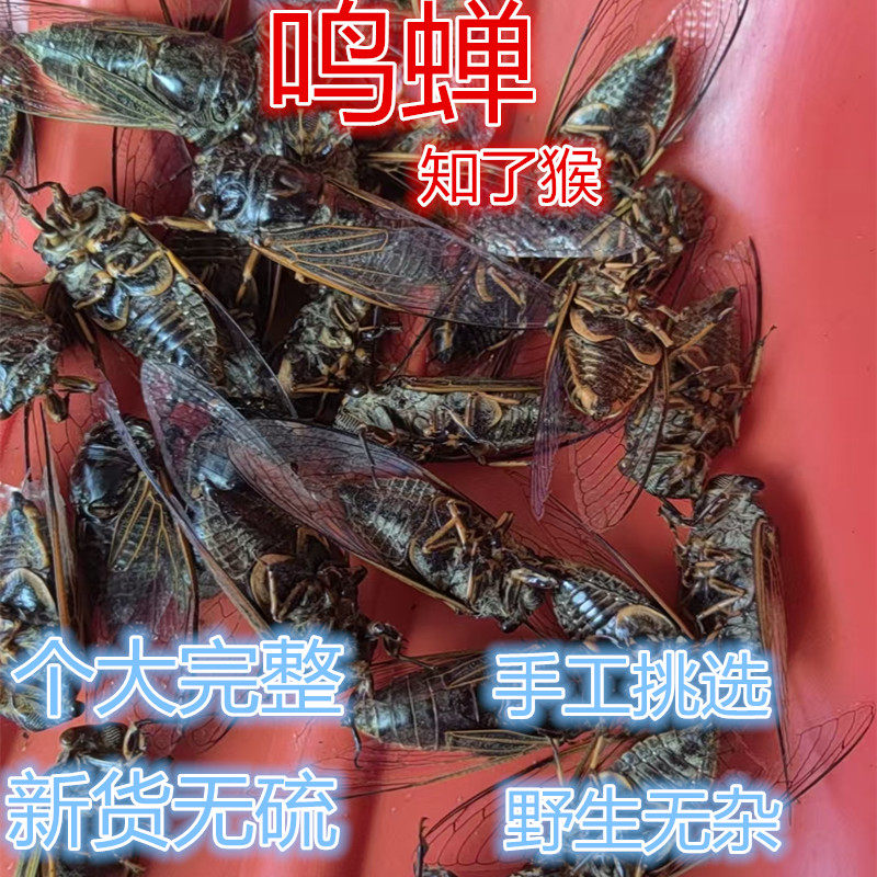 鸣蝉中药材知了整只10只 黑知了 爬蚱100克黑蝉 蝉衣虫蜕