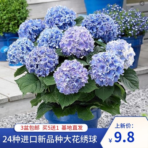 无尽夏新娘绣球花价格 无尽夏新娘绣球花图片 星期三