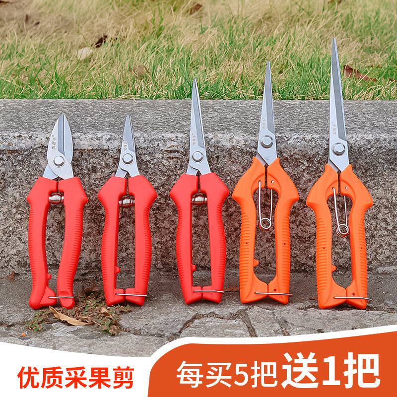 水果摘果剪橘子采果剪葡萄花椒剪刀园艺修枝剪稀果剪疏果剪子