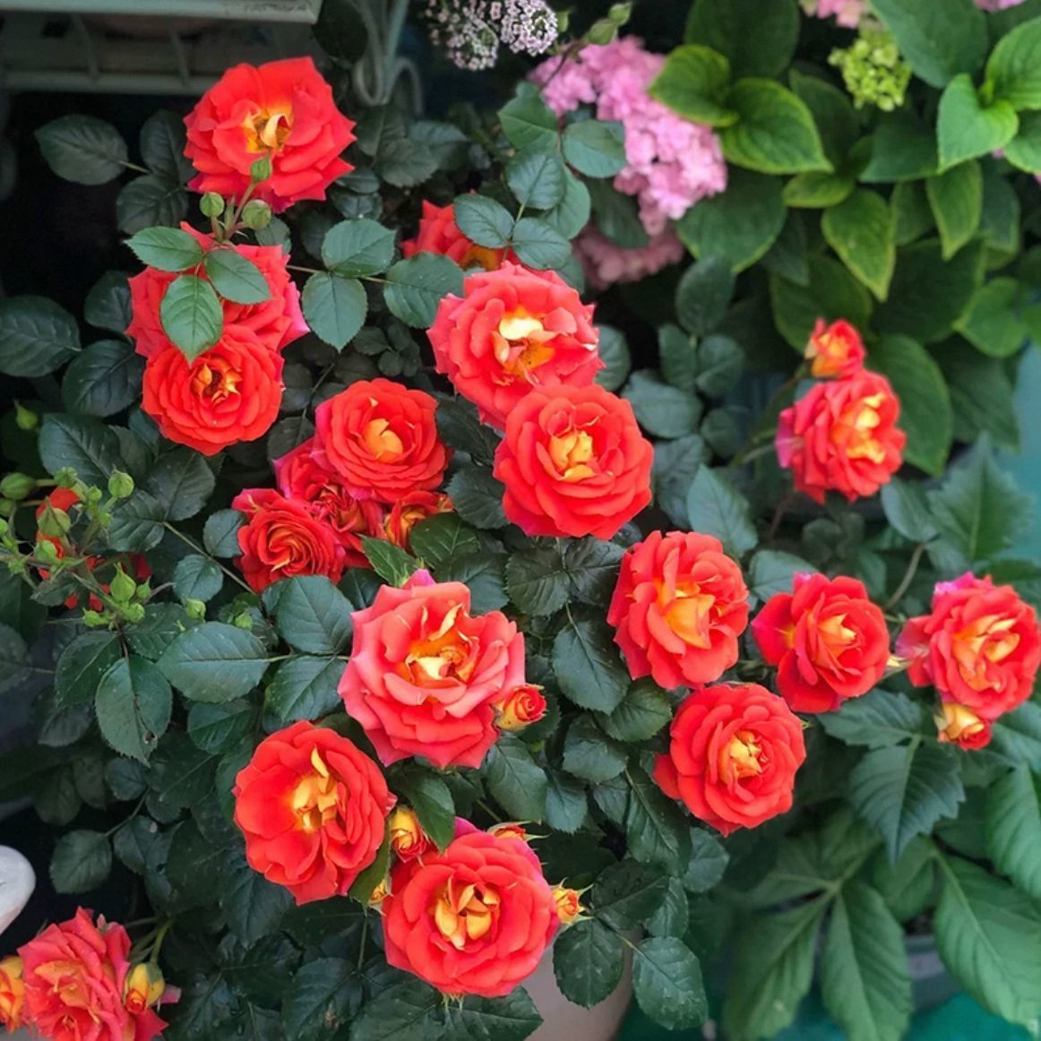 云南基地直发月季花阳台盆栽四季好养苞玫瑰花灌木月季