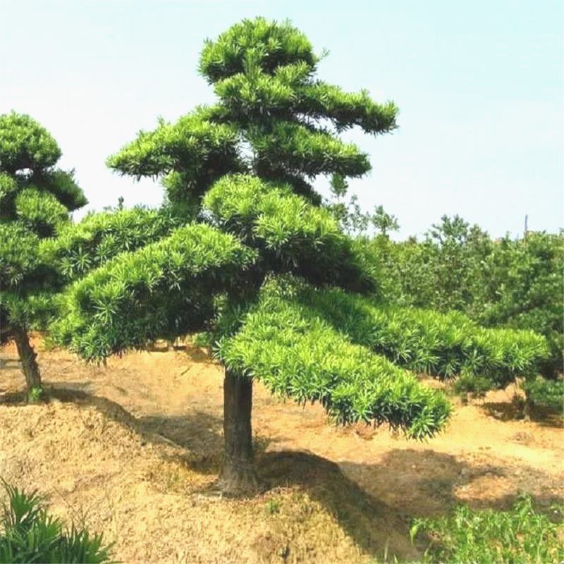 景观植物庭院造型大型客厅玄关迎客松盆景真树名贵树苗罗汉松其他