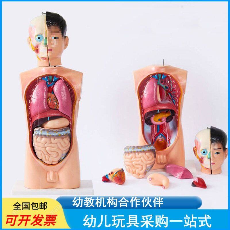 人体半身模型幼儿园科学探究人体内脏器官解剖认识内部构造可拆卸