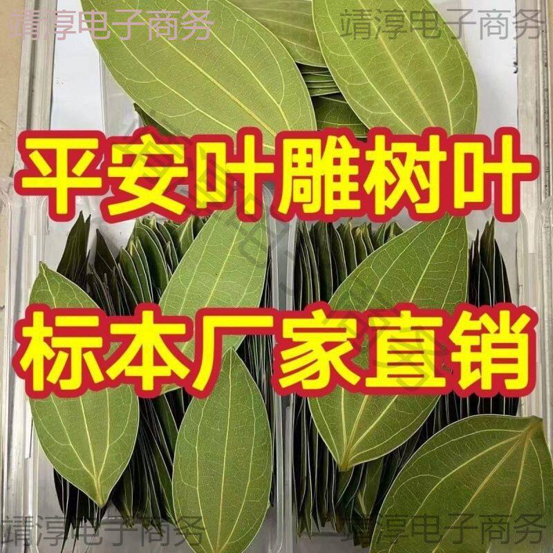 激光刻 叶子照片爆款树叶叶机器标本处理树叶叶干燥平安
