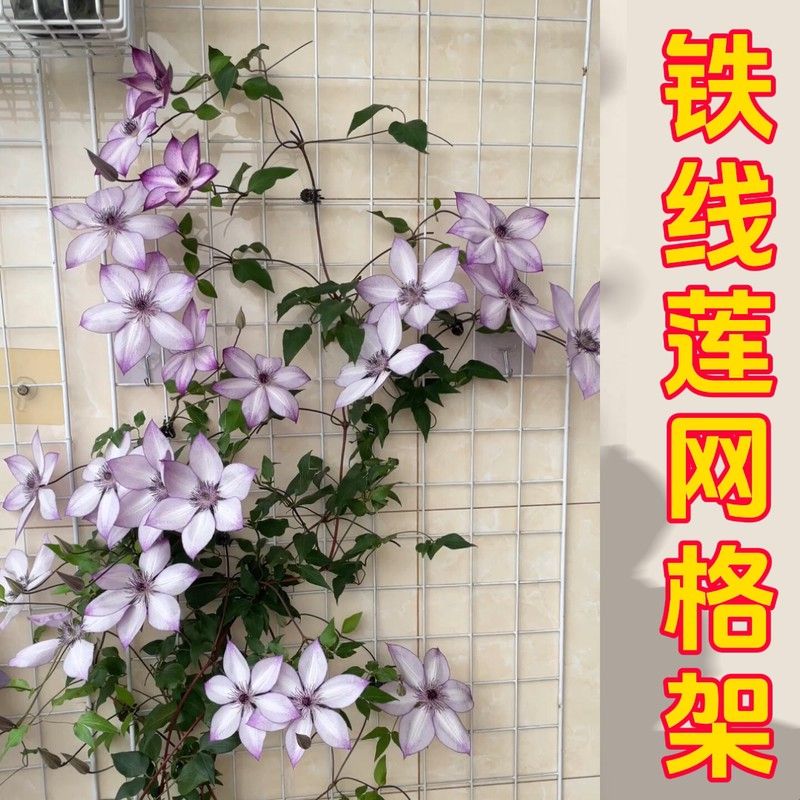 加粗铁丝网格花架铁线莲月季蔷薇绿植藤蔓壁挂式牵引专用爬藤网架图片