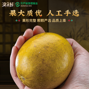 漓果鲜桂林特产永福低温脱水黄金罗汉果干果20个大果正品 旗舰店茶