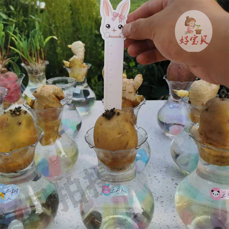 新宝贝水培土培发芽土豆幼儿园儿e童观察日记植物小盆栽套餐包邮