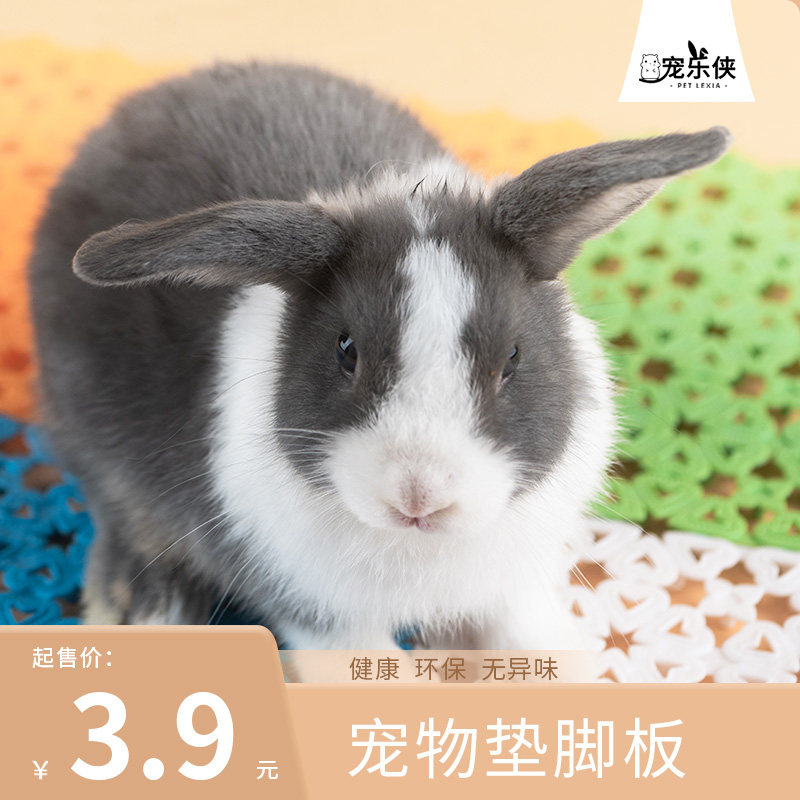 宠物脚垫板防啃咬宠物兔笼踏板拼接脚垫豚鼠荷兰猪龙猫预防脚皮炎,宠物/宠物食品及用品,兔兔脚垫,淘宝优惠券,粉丝福利购,淘宝优惠卷