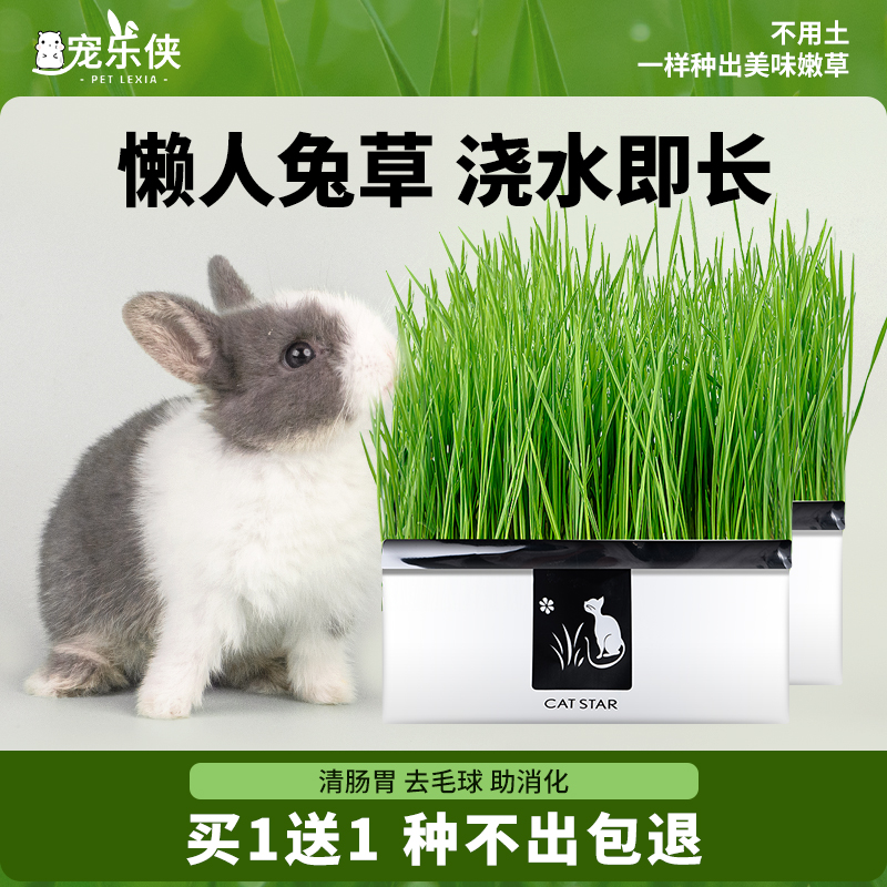 兔草懒人盆栽小麦种子粒土培麦草