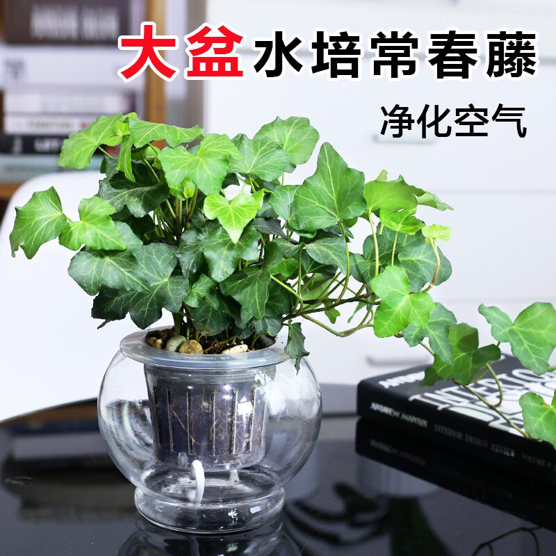 常春藤绿萝水培植物花卉盆