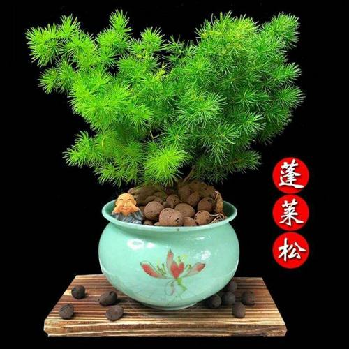 蓬莱松植物盆栽招财防辐射客厅室内办公好养花卉四季常青净化空气