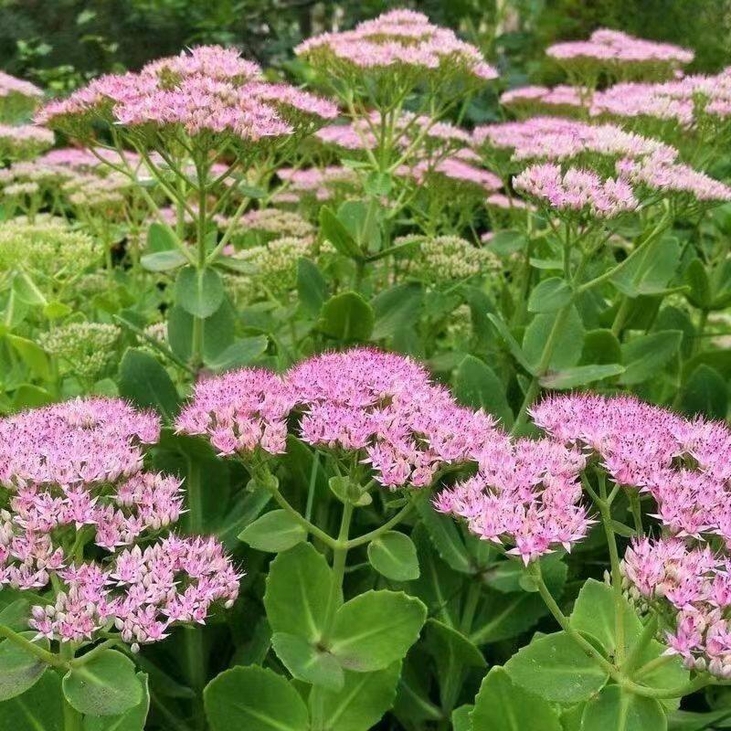 八宝景天盆栽宿根植物蝎子草三七庭院蚊虫叮咬止痒夏季好养活