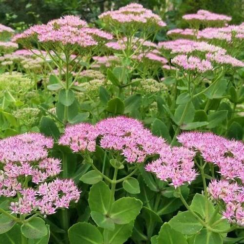 八宝景天盆栽宿根植物蝎子草三七庭院蚊虫叮咬止痒夏季好养活