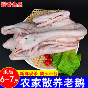 带包老鹅整只净重6-7斤农家散养大白鹅新鲜速冻土鹅肉非仔鹅嫩鹅