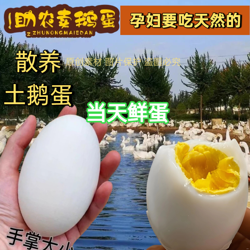 12枚特大生鹅蛋120-140克双黄蛋正宗土鹅蛋农家散养新鲜孕妇精品