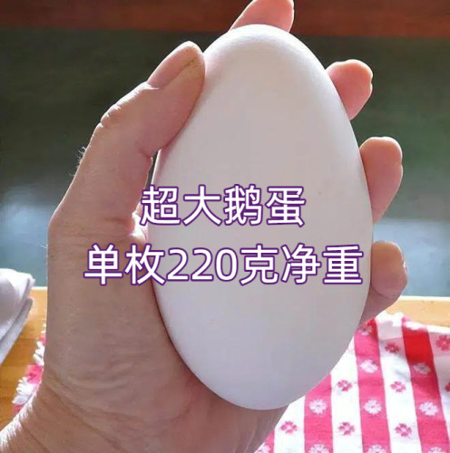12枚特大生鹅蛋220-260克双黄蛋正宗土鹅蛋农家散养新鲜孕妇精品