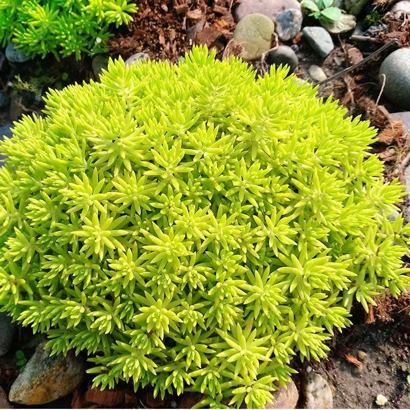 黄金佛甲草地被绿植屋顶绿化庭园草坪耐寒四季常绿中华景天盆栽