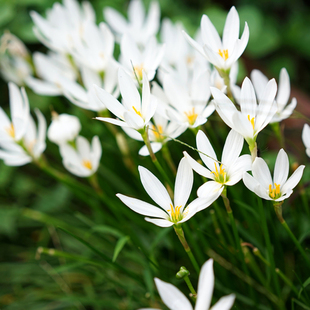 葱兰韭兰风雨兰花苗绿植物盆栽花卉室内观花植物庭院阳台当年开花