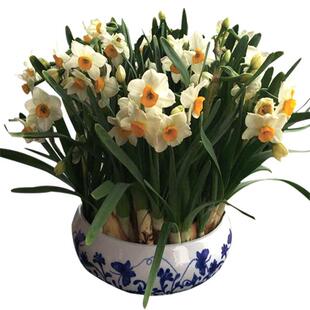 正宗漳州特级水仙花花卉种子大种球冬季花卉室内水培植物正庄水仙