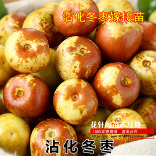 沾化冬枣嫁接苗 枣树苗 脆甜枣  枣树树苗 南方北方种植 当年结果