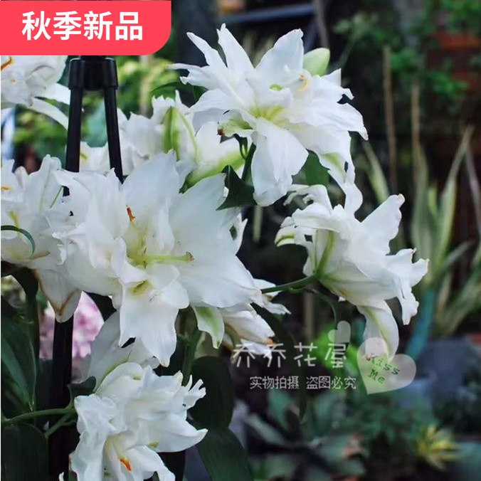 荷兰进口香水重瓣百合种球现货