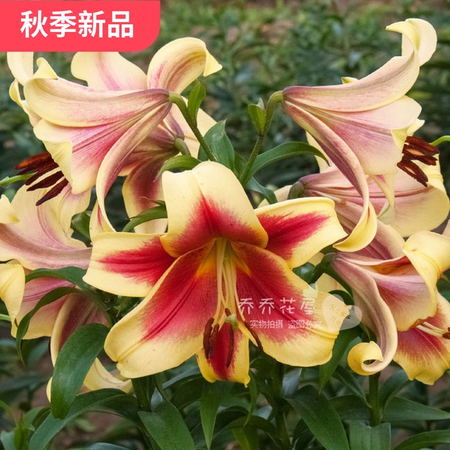 秋季荷兰进口香水百合种球带芽浓香 OT系列法拉维亚现货