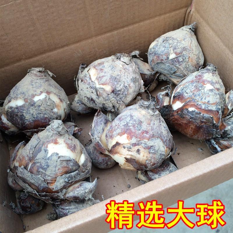 精选特级漳州水仙花大种球正宗大花头 水培球根植物正品包邮