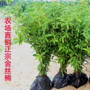 金丝楠木树苗南方北方珍稀名贵苗木小叶桢楠雅楠大苗小苗