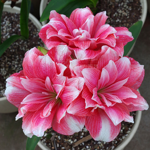 双梦朱顶红种球 荷兰进口朱顶红种球 奇幻梦境 重瓣双梦阳台庭院