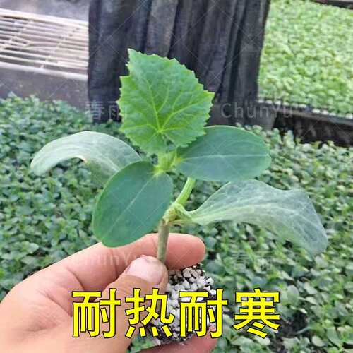 胡瓜价格 胡瓜图片 星期三