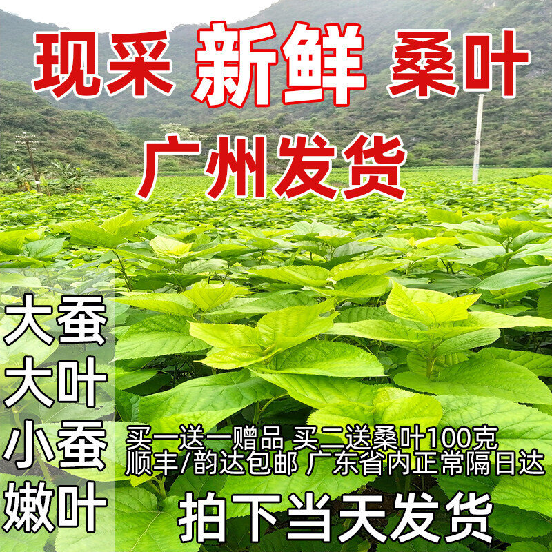 广州基地现摘新鲜桑叶蚕宝宝食物蚕卵活蚕大小蚕嫩桑叶桑叶新鲜斤