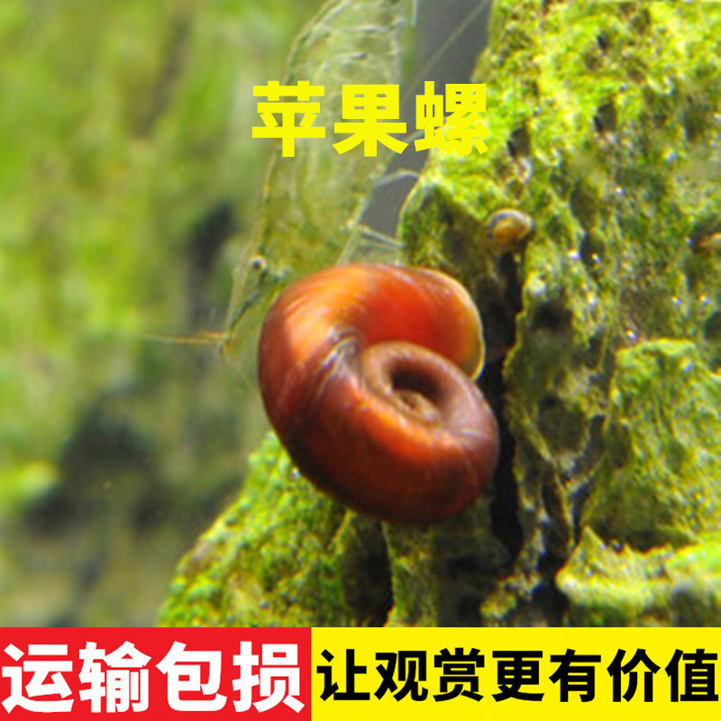 苹果螺包邮吃藻螺草缸工具螺除藻螺观赏螺淡水清洁水蜗牛清理鱼缸