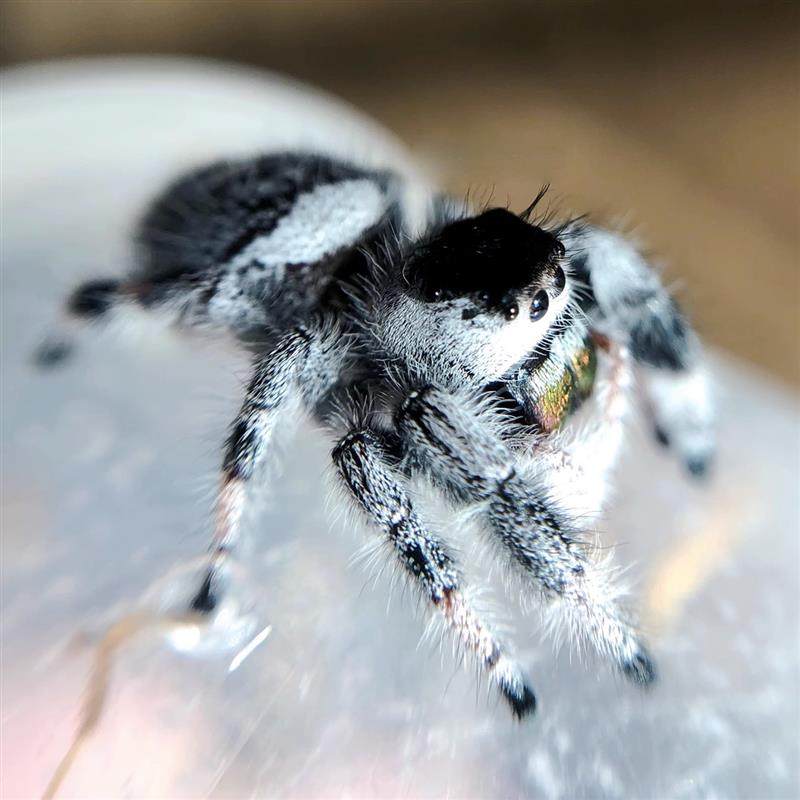 跳蛛宠物蜘蛛佛罗里达灰佛卢卡斯活物活体桌面迷你好养小朋友礼物