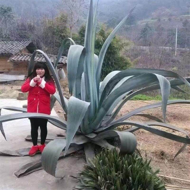 特大型 芦荟 巨型植物 出售23年 纯天然种植