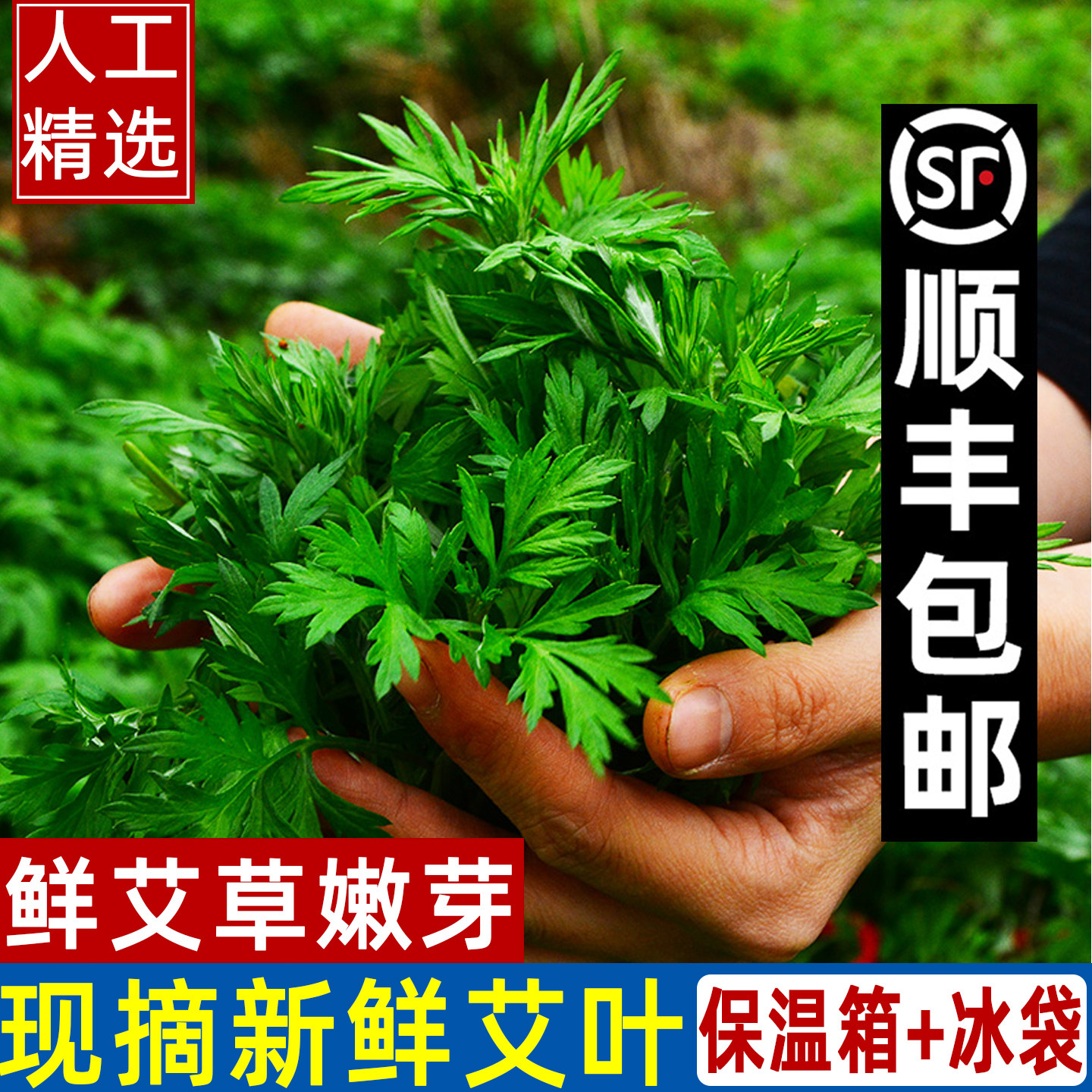 艾草新鲜当季食用蔬菜现摘清明草粑粑青团5斤艾叶新鲜清明粑粑叶