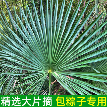 棕叶天然棕榈叶粽绳农家包粽子专用草绳现摘现发包粽子香味浓