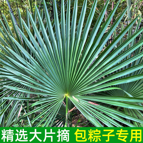 现摘现发，精选大片