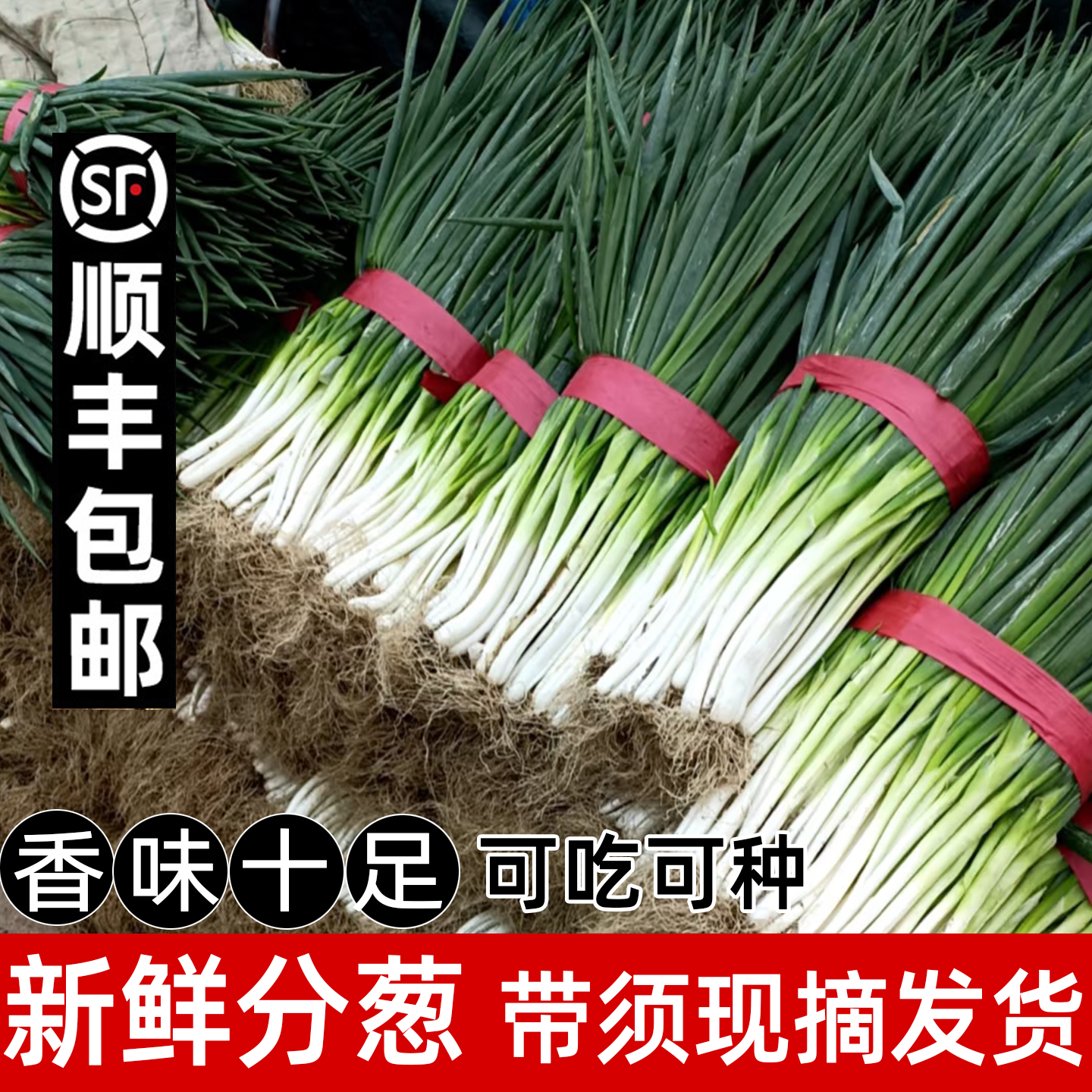 顺丰包邮现摘现发安徽分葱