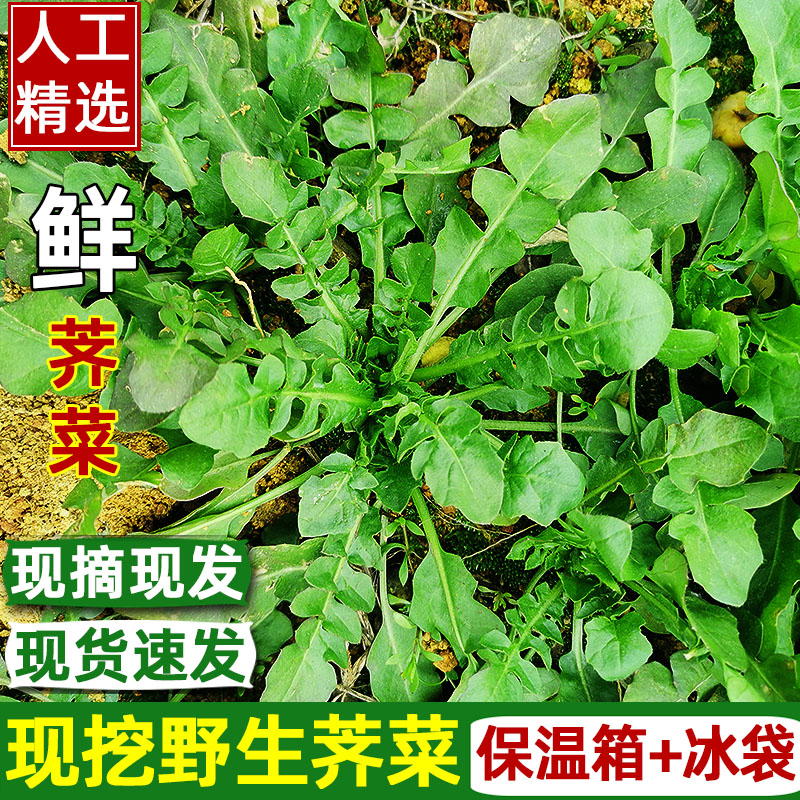 新鲜荠菜农家现摘做水饺混沌