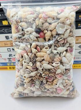 天然真贝壳海螺迷你小贝壳装饰品手工diy贝壳相框收纳盒鱼缸造景