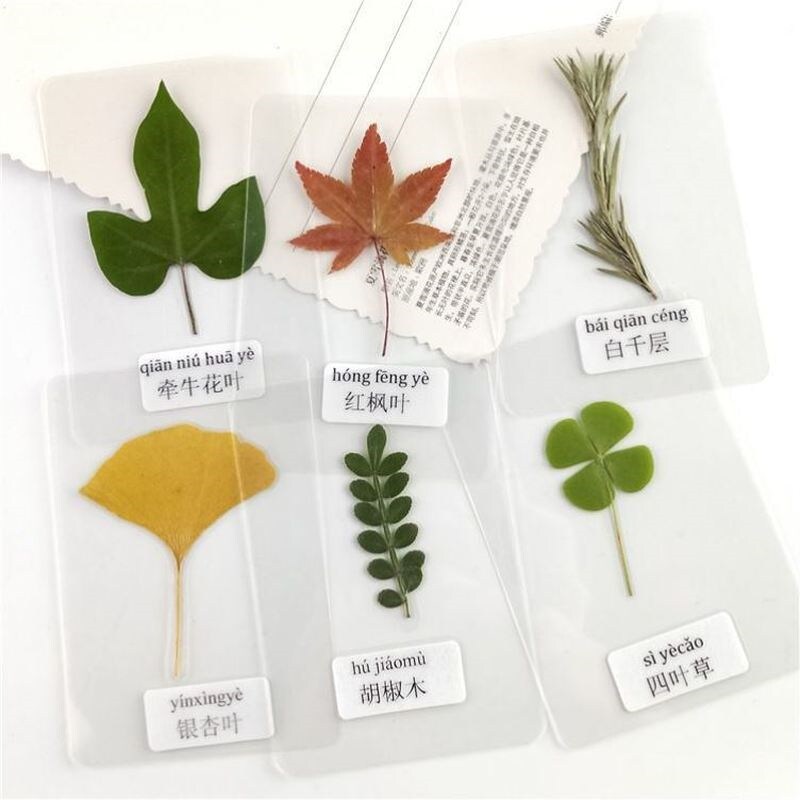 四叶草标本四叶草干花四叶草植物标本天然绿叶植物标本过塑干花草
