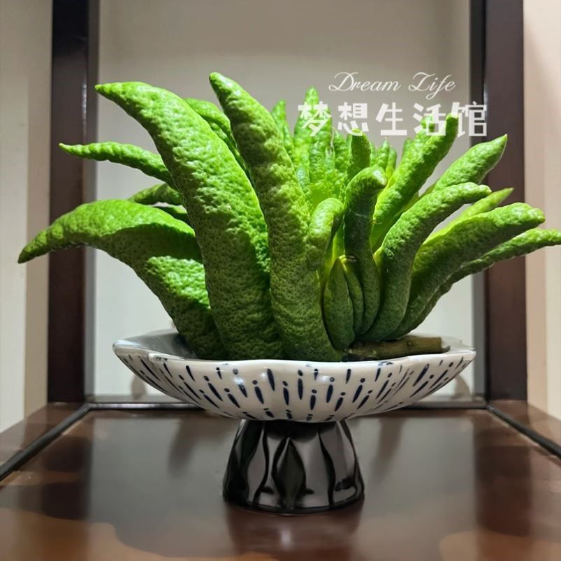 佛手柑托盘器皿养花观赏花盆摆件香橼花器摆放盘容器中式复古花瓶