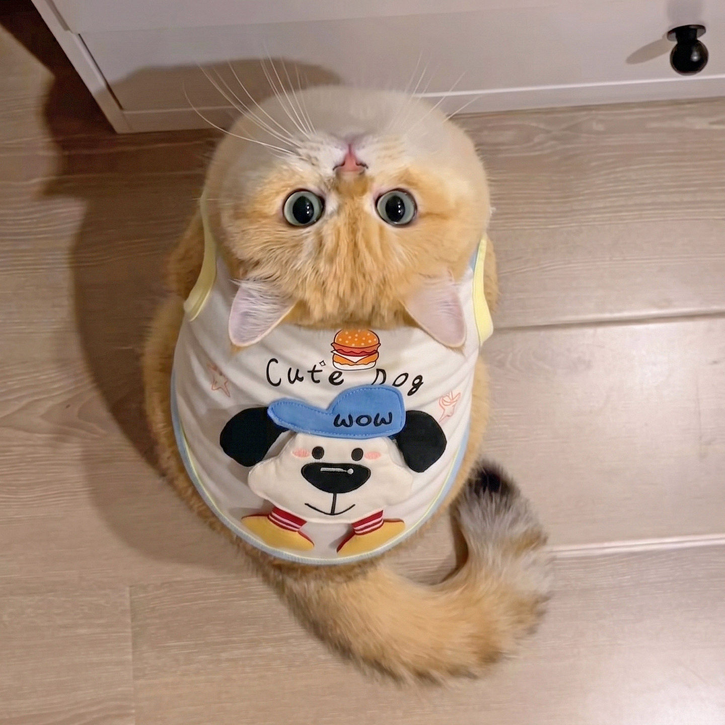 猫咪衣服防掉毛薄款夏天透气凉凉衣可爱蓝金渐层布偶猫漂亮的衣服