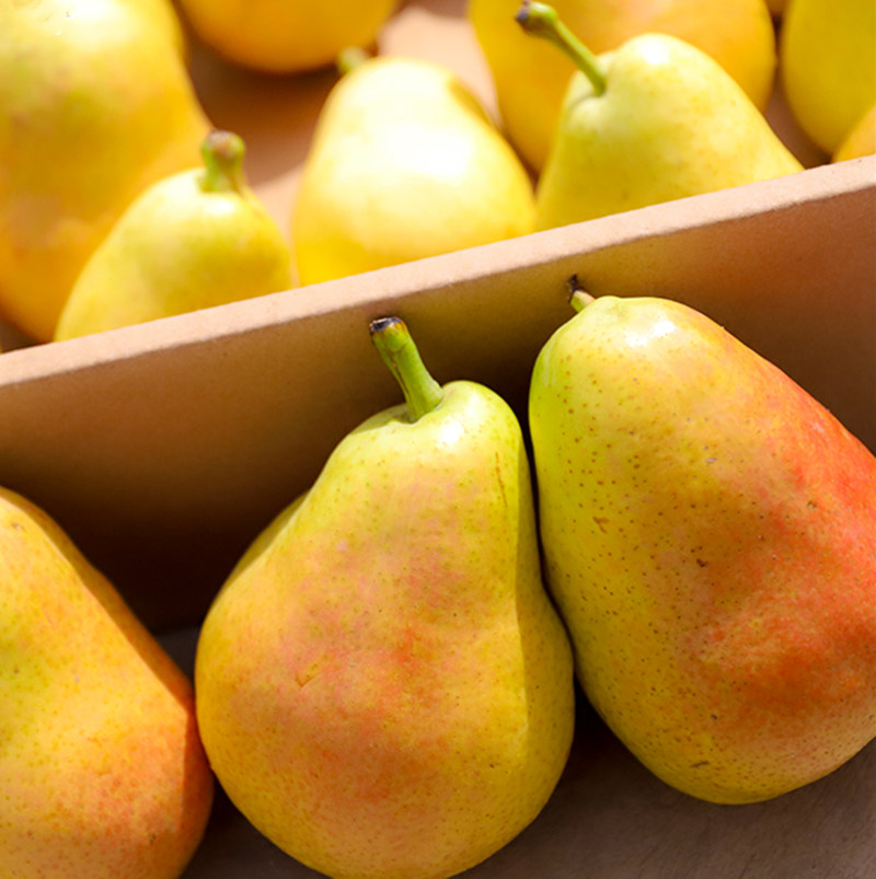 甘肃香蕉梨太婆梨水果新鲜大头梨茄梨软梨当季整箱啤啤梨10斤包邮