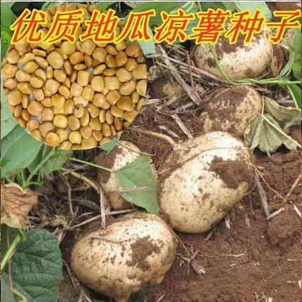 牧马山凉薯种子水果地瓜种籽特大白瓤香甜早熟沙葛土瓜春夏瓜果籽