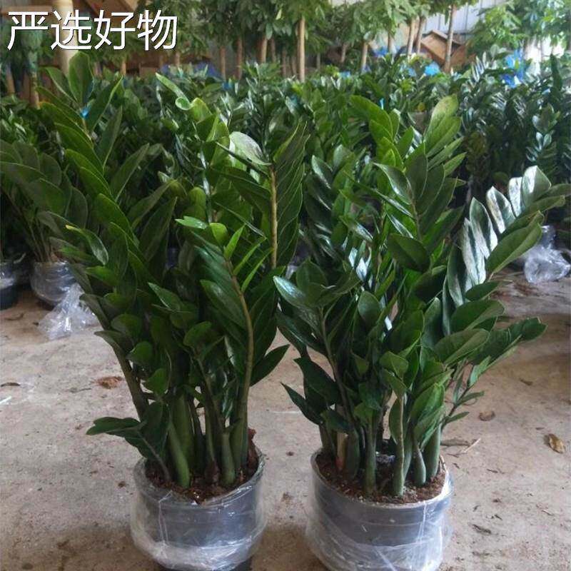 【全国包邮】盆金钱树盆大栽内植化物客厅钱串子净空室气办公室桌