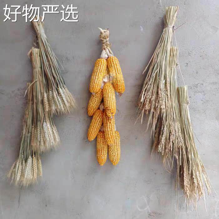 【严选好物】天然真谷穗干燥花风稻子乡村格装饰复古摆老物件件五