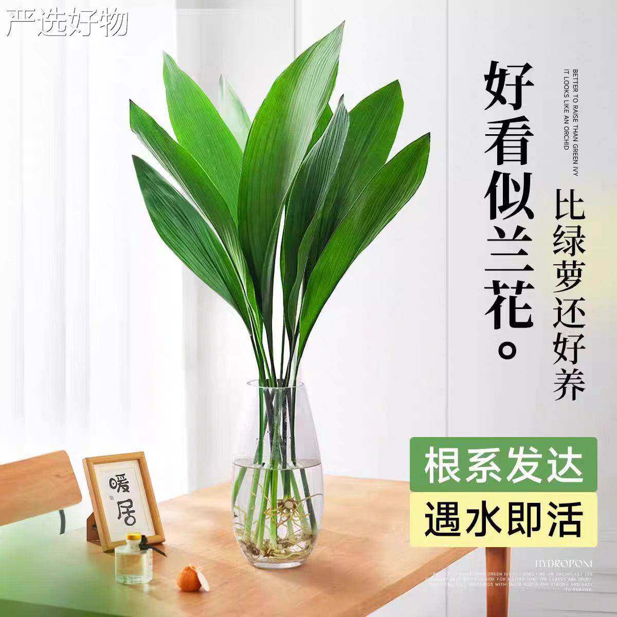 【全国包邮】富贵竹水培植物厅招财花卉绿客植室内栽一叶兰观盆音