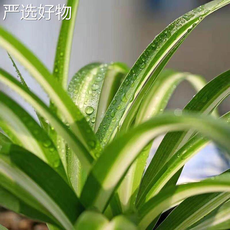 【全国包邮】边吊兰栽招财运绿室植内净化空气花卉办公室桌金面懒