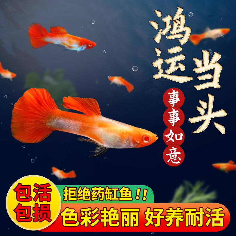 精品鸿运当头孔雀鱼观赏鱼纯种好养活可繁殖活体小型凤尾鱼热带鱼